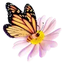 Подарок Butterfly в TikTok