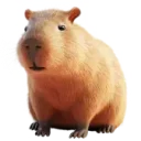 Подарок Capybara в TikTok